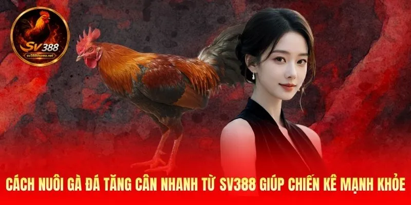 Cách Nuôi Gà Đá Tăng Cân Nhanh Từ SV388 Giúp Chiến Kê Mạnh Khỏe 1 Cách Nuôi Gà Đá Tăng Cân