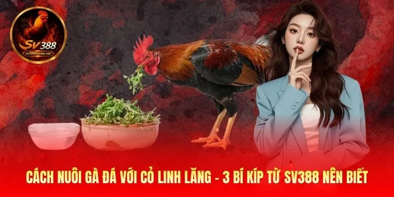 Cách Nuôi Gà Đá Với Cỏ Linh Lăng - 3 Bí Kíp Từ SV388 Nên Biết 1 Cách Nuôi Gà Đá Với Cỏ Linh Lăng