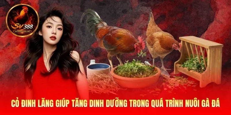 Cách Nuôi Gà Đá Với Cỏ Linh Lăng - 3 Bí Kíp Từ SV388 Nên Biết 2 Cỏ đinh lăng giúp tăng dinh dưỡng trong quá trình nuôi gà đá
