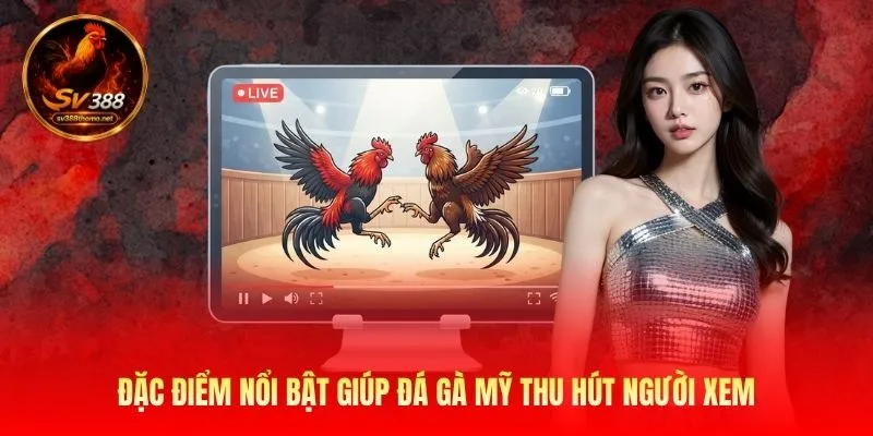 Trực Tiếp Đá Gà Mỹ SV388 Với 1000+ Trận Đấu Mãn Nhãn 3 Đặc điểm nổi bật giúp đá gà Mỹ thu hút người xem