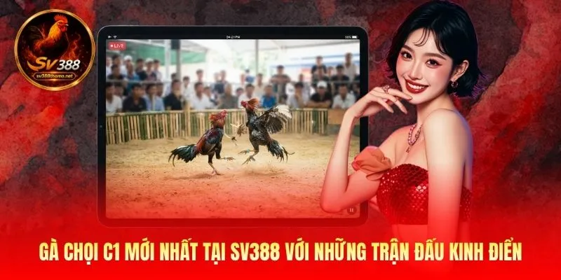 Gà Chọi C1 Mới Nhất Tại SV388 Với Những Trận Đấu Kinh Điển 1 gà chọi C1 mới nhất