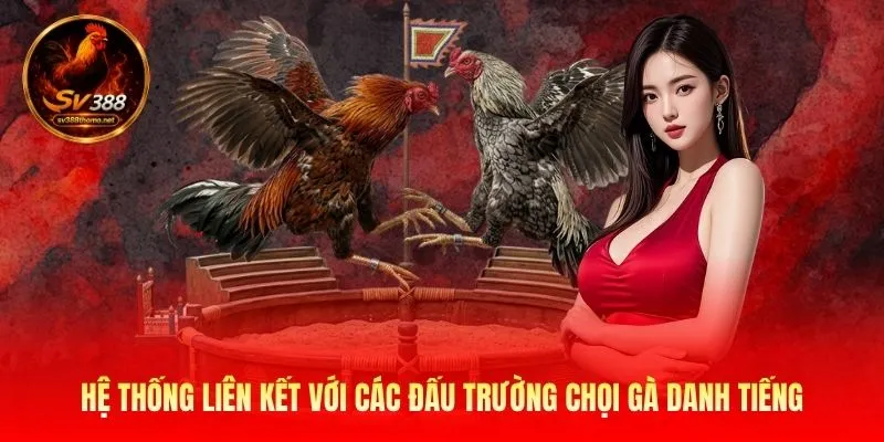 Sv388 – Nhà Cái Đá Gà Trực Tiếp Thomo - Link SV388 Mới Nhất 2026 22 Hệ thống liên kết với các đấu trường chọi gà danh tiếng
