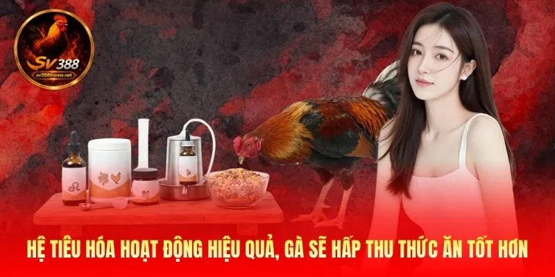 Cách Nuôi Gà Đá Tăng Cân Nhanh Từ SV388 Giúp Chiến Kê Mạnh Khỏe 3 Hệ tiêu hóa hoạt động hiệu quả, gà sẽ hấp thu thức ăn tốt hơn