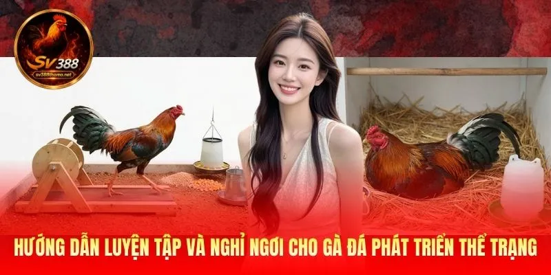 Cách Nuôi Gà Đá Tăng Cân Nhanh Từ SV388 Giúp Chiến Kê Mạnh Khỏe 4 Hướng dẫn luyện tập và nghỉ ngơi cho gà đá phát triển thể trạng