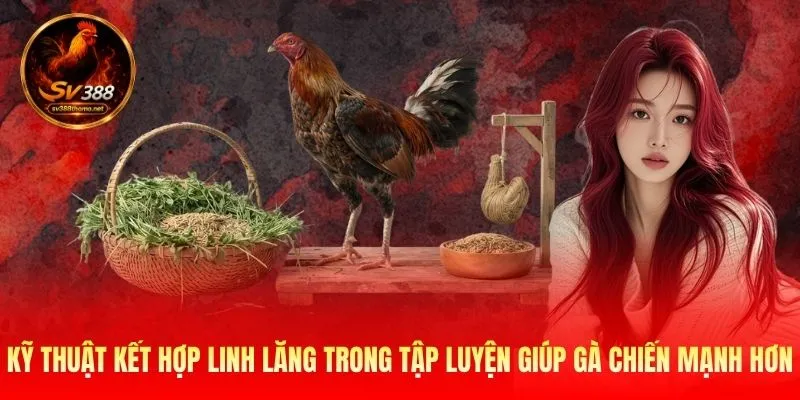 Cách Nuôi Gà Đá Với Cỏ Linh Lăng - 3 Bí Kíp Từ SV388 Nên Biết 3 Kỹ thuật kết hợp linh lăng trong tập luyện giúp gà chiến mạnh hơn