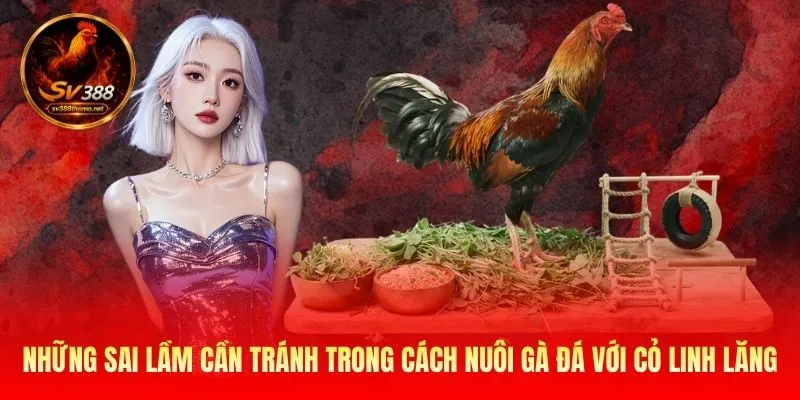 Cách Nuôi Gà Đá Với Cỏ Linh Lăng - 3 Bí Kíp Từ SV388 Nên Biết 4 Những sai lầm cần tránh trong cách nuôi gà đá với cỏ linh lăng