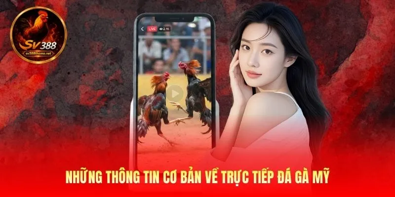 Trực Tiếp Đá Gà Mỹ SV388 Với 1000+ Trận Đấu Mãn Nhãn 2 Những thông tin cơ bản về trực tiếp đá gà Mỹ