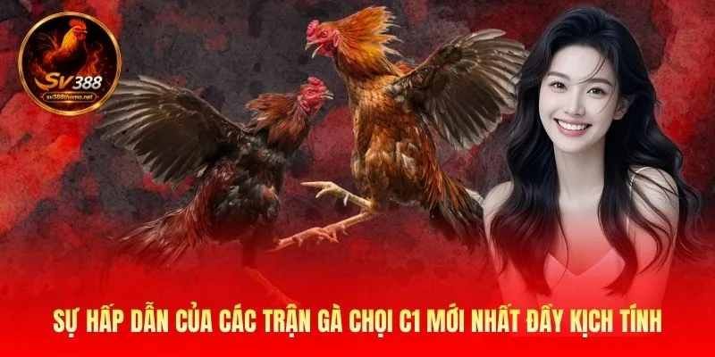 Gà Chọi C1 Mới Nhất Tại SV388 Với Những Trận Đấu Kinh Điển 2 Sự hấp dẫn của các trận gà chọi c1 mới nhất đầy kịch tính