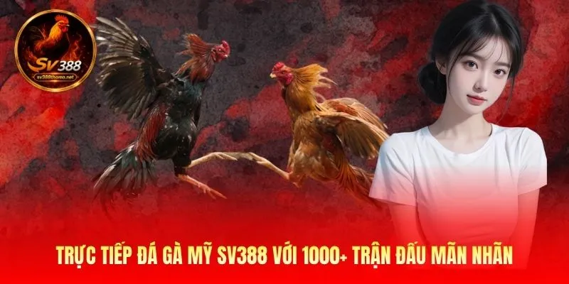Trực Tiếp Đá Gà Mỹ SV388 Với 1000+ Trận Đấu Mãn Nhãn 1 Trực Tiếp Đá Gà Mỹ